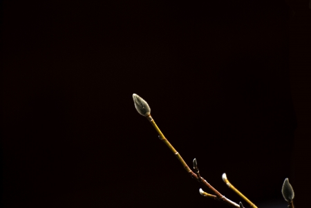 signs of springの写真素材