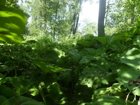 burdock leavesの写真素材