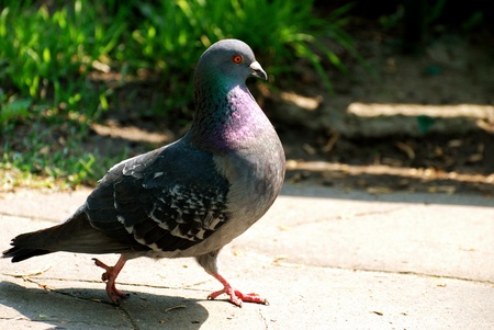 pigeonの写真素材