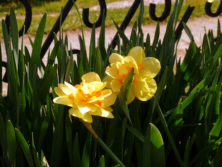 daffodilsの写真素材