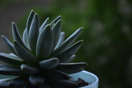 cactus flower pot