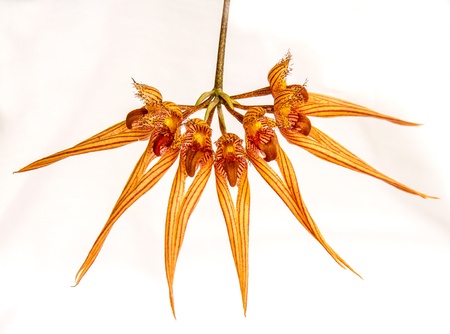 beautiful orchid in Thailailandの写真素材