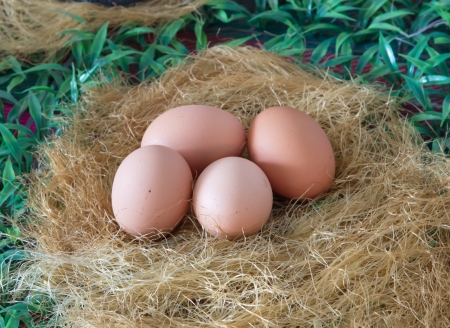 Eggs the popular and profitable food over the world 