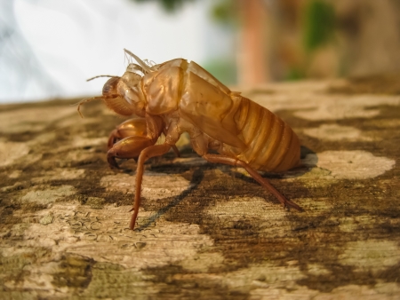Molting is the manner routinely some kinds of animals perform to cast off a coat or an outer shell in its life cycle, which is then replaced by a new layer of shell の写真素材