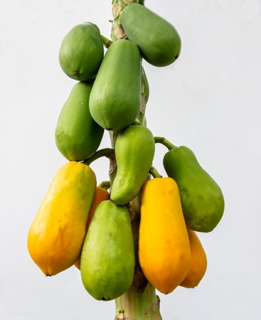 Papaya is very healthy  for human being の写真素材