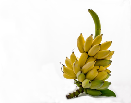 Ripe and unripe of bananas の写真素材