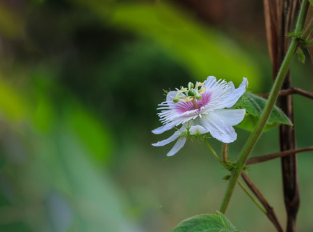 Most beautiful wildflowers in thailandの写真素材