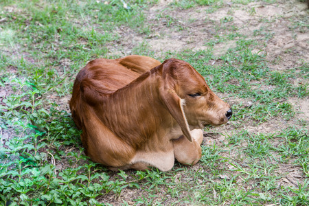 The only one month of age culf の写真素材