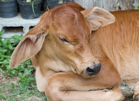 The only one month of age culf の写真素材