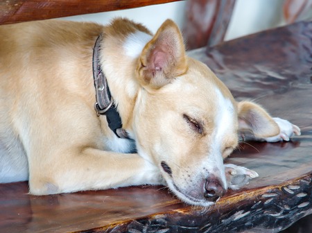 A sleepy dogの写真素材
