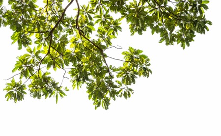 Green leaf  in the white background