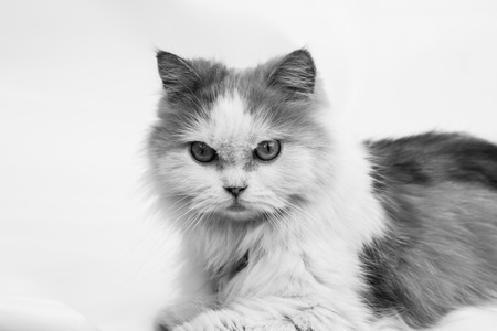 A beauty and lovely Persian catの写真素材