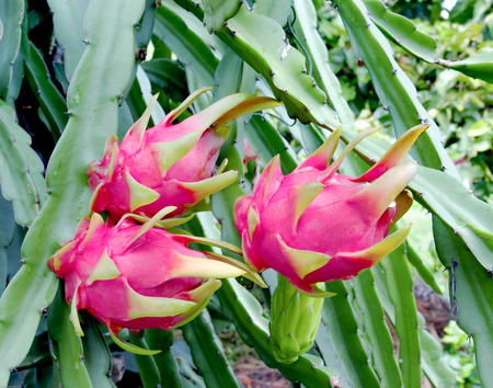 Dragon fruits are delicious and healthy.の写真素材