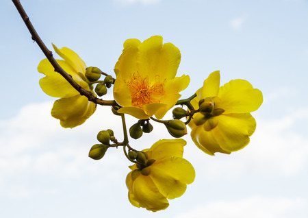 Yellow Silk Cotton, Butter-Cup, Torchwood or SupannigarThai name are the most beautiful yellow flowers.の写真素材