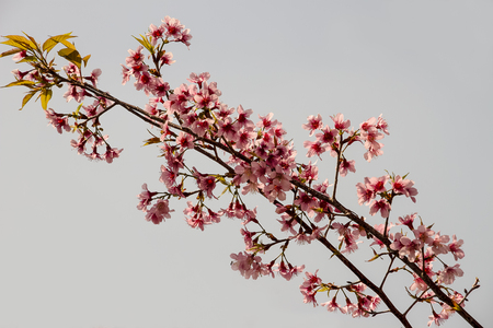 Wild himalayan charry blooming in Doi Angkhang Chiangmai,Thailand.の写真素材