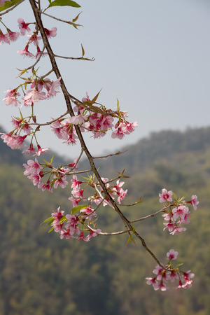 Wild himalayan charry blooming in Doi Angkhang Chiangmai,Thailand.の写真素材