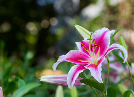 A  beautiful easter lily in the garden.の写真素材