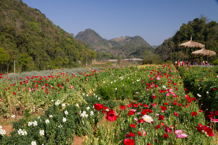 View of beautiful photos Royal Project Doi Ang Khang, Chiang Mai, Thailand.の写真素材