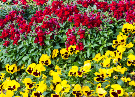 Beautiful flowers Royal Project Doi Ang Khang, Chiang Mai, Thailand.の写真素材