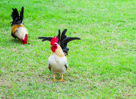 Two bantams are looking for food in the grass.