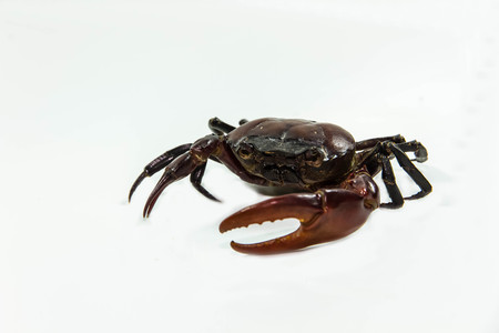 Field crab, freshwater animal, has the beautiful eyes.