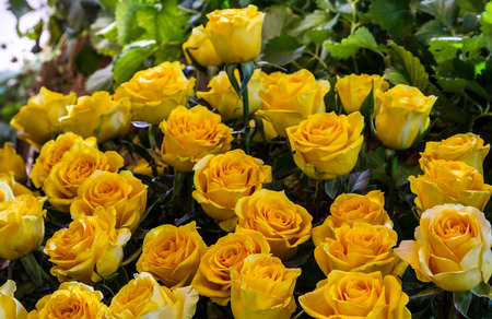 Beautiful yellow roses in green garden.の写真素材