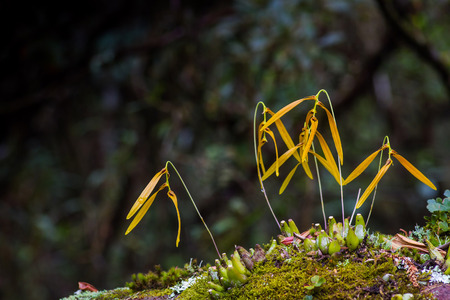 Beautiful and rare orchid Bulbophyllum in tropical forests of Thailand.の写真素材