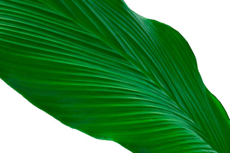 leaf of Siam Tulip asia Thailandの写真素材