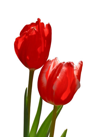 beautiful  flower  north of Thailandの写真素材