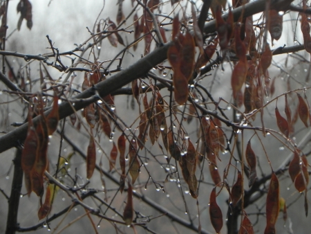 Rain dropsの写真素材