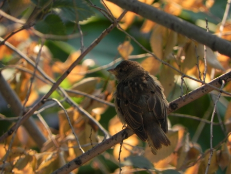 Sparrow on a branchの写真素材