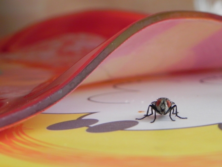 A fly on the tableの写真素材