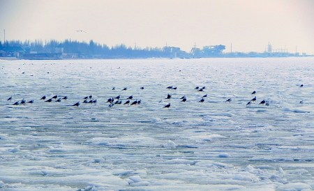 Seagulls on frozen seaの写真素材