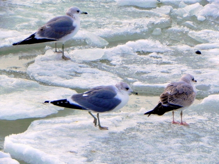 Seagulls close-upの写真素材