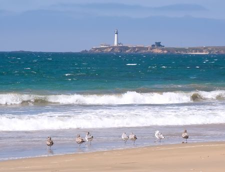 Several sea-gulls on a beach in front of Pigeon Point lighthouse in California, USAの写真素材