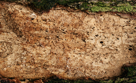 texture vintage wood eaten by termites, closeupの写真素材