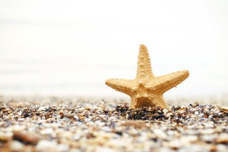 Starfish on the beach close up with copy space. Summer backgroundの写真素材