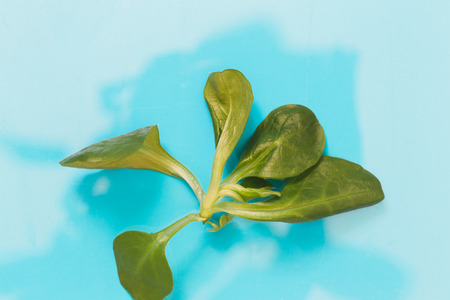 Flat lay fresh mache leaves on turquoise background, top viewの写真素材