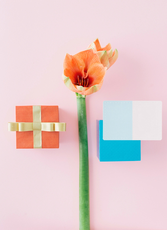 Creative layout made of amaryllis flower, red and blue gift box with blank greeting card on pink...