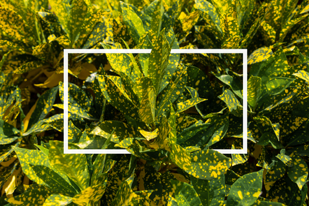 Â Frame of yellow tropical leaves pattern background. Natural wallpaperの写真素材