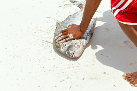 Man cleans fresh tuna fish freshly caught in the ocean on the sandy shoreの写真素材