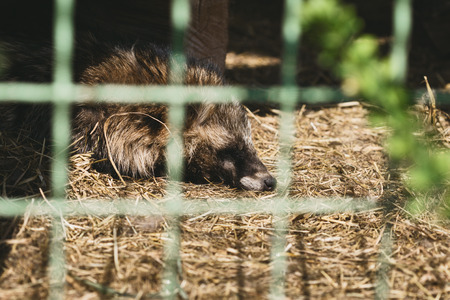 Sad raccoon in a cage at the zoo. Captive animalsの写真素材
