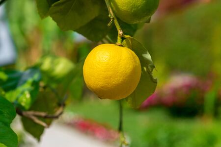 Close up lemons hanging from a tree in a lemon groveの写真素材