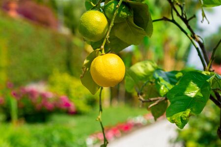 Close up lemons hanging from a tree in a lemon groveの写真素材
