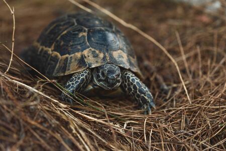 Little turtle in the natural environment close upの写真素材