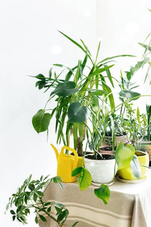 Home Jungle. Growing House Plants Concept. Different Indoor Plants On Table In White Interiorの写真素材