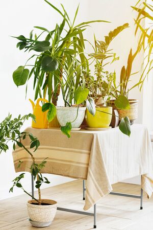 Home Jungle. Growing House Plants Concept. Different Indoor Plants On Table In White Interiorの写真素材