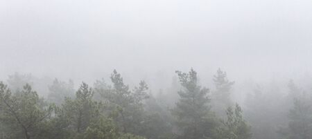 Foggy Autumn colorful Deciduous Forest. Dense forest early in the morning