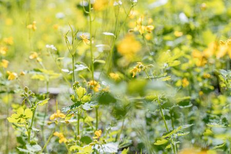 Beautiful wildflowers background close upの写真素材