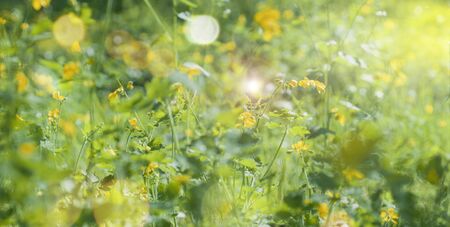Beautiful green meadow field with wild flower close upの写真素材